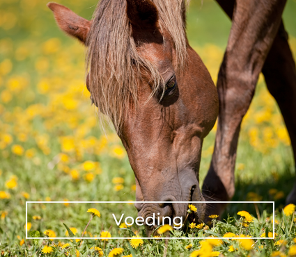 Supplementen voor paarden