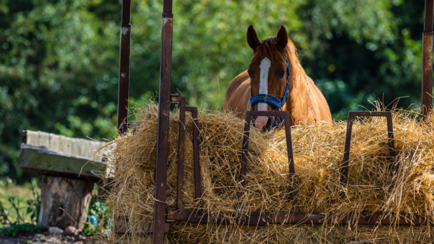 wat is het beste hooinet of slowfeeder