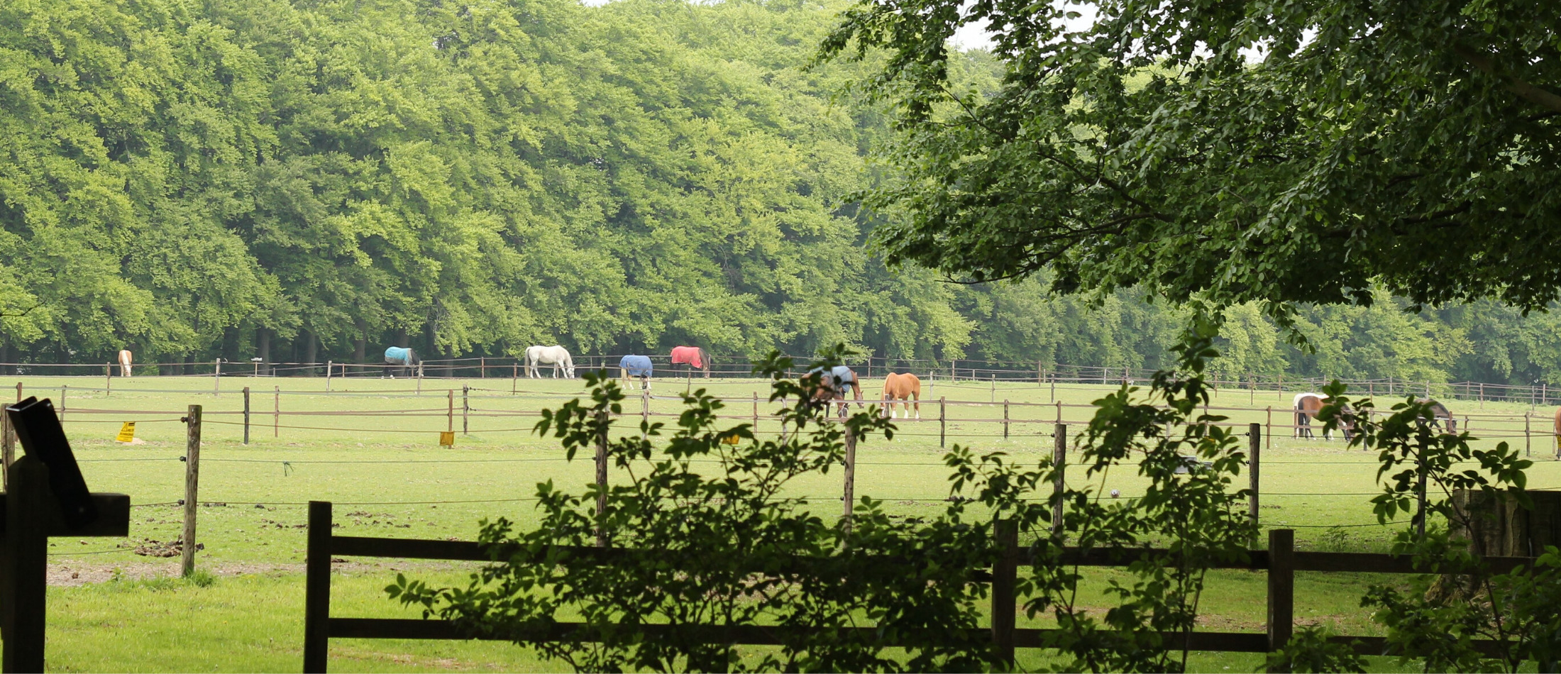 Weidegang en gras, hoe zit dat?