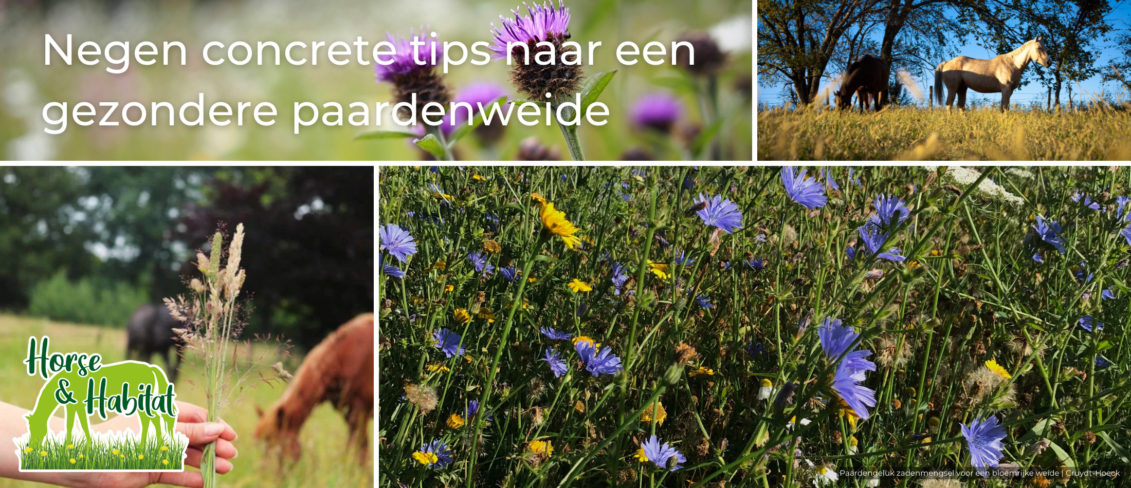 Negen concrete tips naar een gezondere paardenweide 