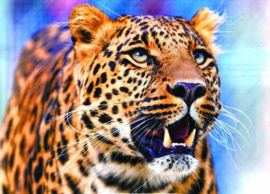 Diamond Painting Leopard 30 x 40 cm