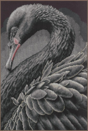 Animals - Black swan - Lanarte
