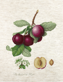 BL22480 THE NECTARINE PLUM (linnen)