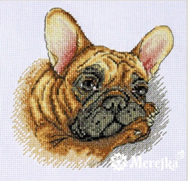 FRENCH BULLDOG (114)