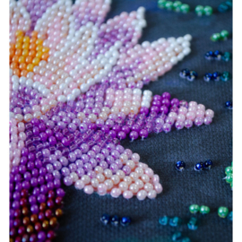 AM262 KRALEN BORDUURPAKKET Waterlily - Waterlelie