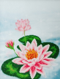 KRALEN BORDUURPAKKET - Water Lily - Waterlelie - 0986