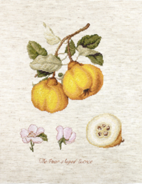 BL22430 THE PEAR SHAPED QUINCE (linnen)