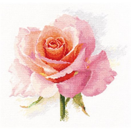 FLOWERS - ROSE TENDERNESS - ALISA