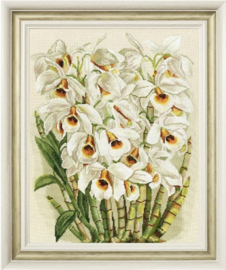 S/LTS083 WHITE ORCHID