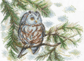 SANS-73 - Little Owl - Kleine Uil - Andriana