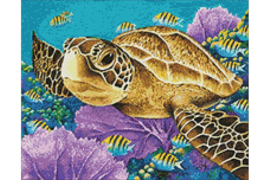 YOUNG GREEN SEA TURTLE WD2428 48 x 38 cm
