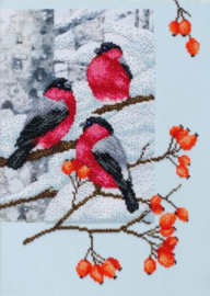 KRALEN BORDUURPAKKET - Bullfinches - Goudvinken - 1078