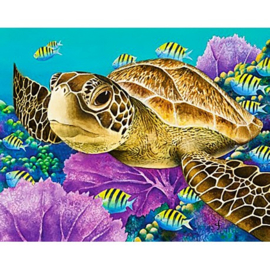 YOUNG GREEN SEA TURTLE WD2428 48 x 38 cm