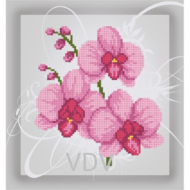KRALEN BORDUURPAKKET - Orchid - Rose Orchidee - 0994