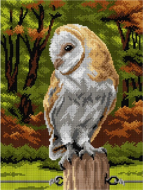 3131 - Barn Owl - Kerkuil - ORCHIDEA 30 x 40 (STRAMIEN)
