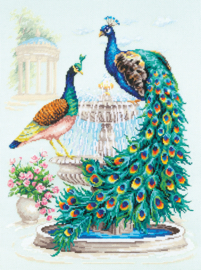 PEACOCKS