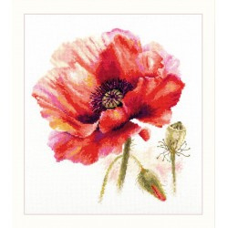 FLOWERS - BRIGHT POPPY - ALISA