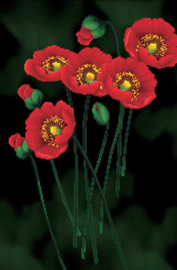 VOORBEDRUKT BORDUURPAKKET RED POPPIES ON BLACK - NEEDLEART WORLD