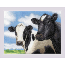 2237 - COWS - KOEIEN - RIOLIS