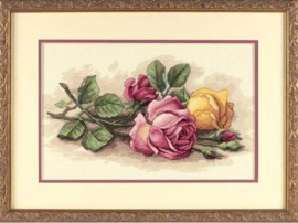 070-13720 Rose Cuttings - Dimensions