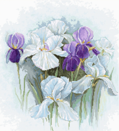 B2367 IRISES (aida)