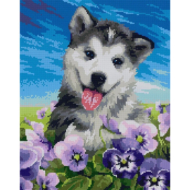 DP008 - Canvas op houten frame - Husky - 40 x 50 cm