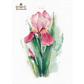 1424 Pink Iris S1424 - OVEN