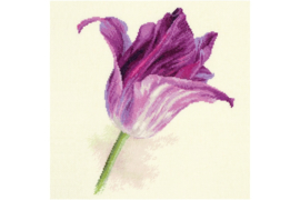 FLOWERS - TULIPS. LILAC VELVET - ALISA