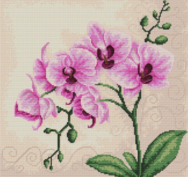 B2227 ORCHID (aida)