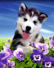 DP - Canvas op houten frame - PUPPY IN FLOWERS - 40 x 50 cm