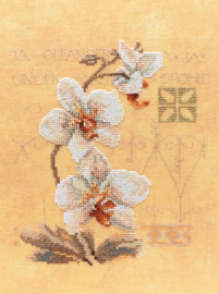 Home and Garden - Orchideeen (3)