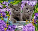 DP - Canvas op houten frame - BRITISCH KITTENS - 40 x 50 cm (DP045)