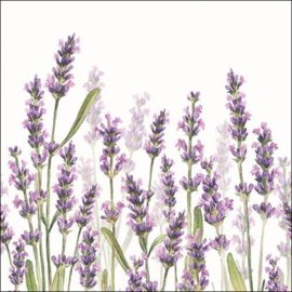 servetten 5st - Lavendel 33x33cm