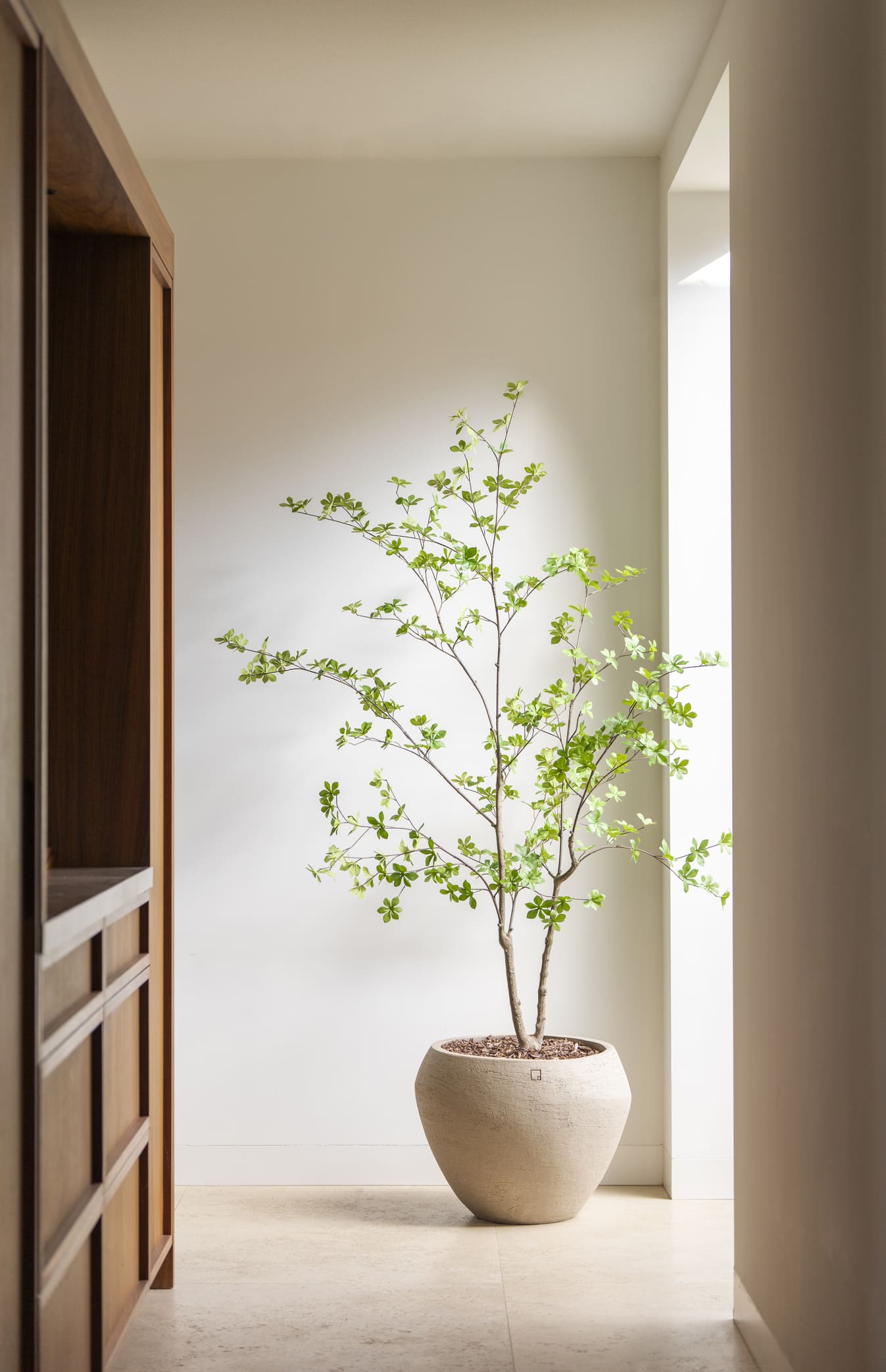 2 Stuks | Zijden Enkianthus kunstboom 180 cm - Silk House