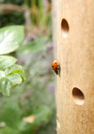 Ladybird Bottle