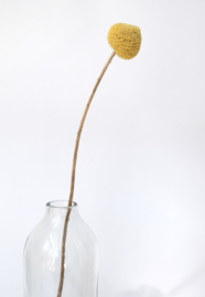 Bottle vase glas - Original Home