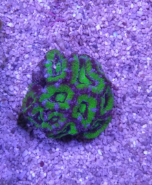 LPS koraal