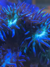Duncan koraal - Duncanopsammia axifuga