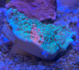 SPS koraal