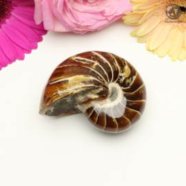 Nautilus Fossiel nr. 4