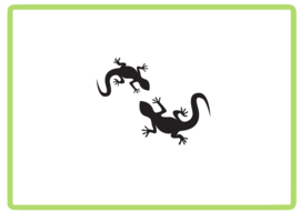 Gekko sticker design 1