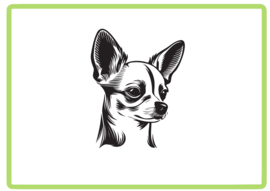 Chihuahau sticker