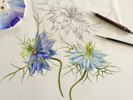 'Love in a Mist'