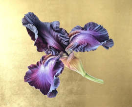 Iris Germanica 'Baltic Star' XL Gold