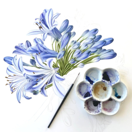 Agapanthus