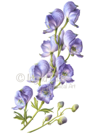 Card Monkshood