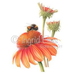 Card 'Bee with Sun Hat'