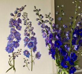 Delphinium