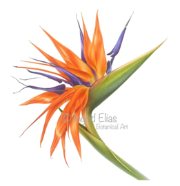 Card 'Bird of Paradise'