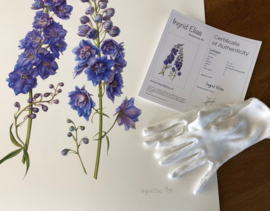 Delphinium